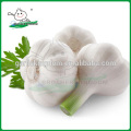 China fresh garlic/Natural garlic/Garlic market price